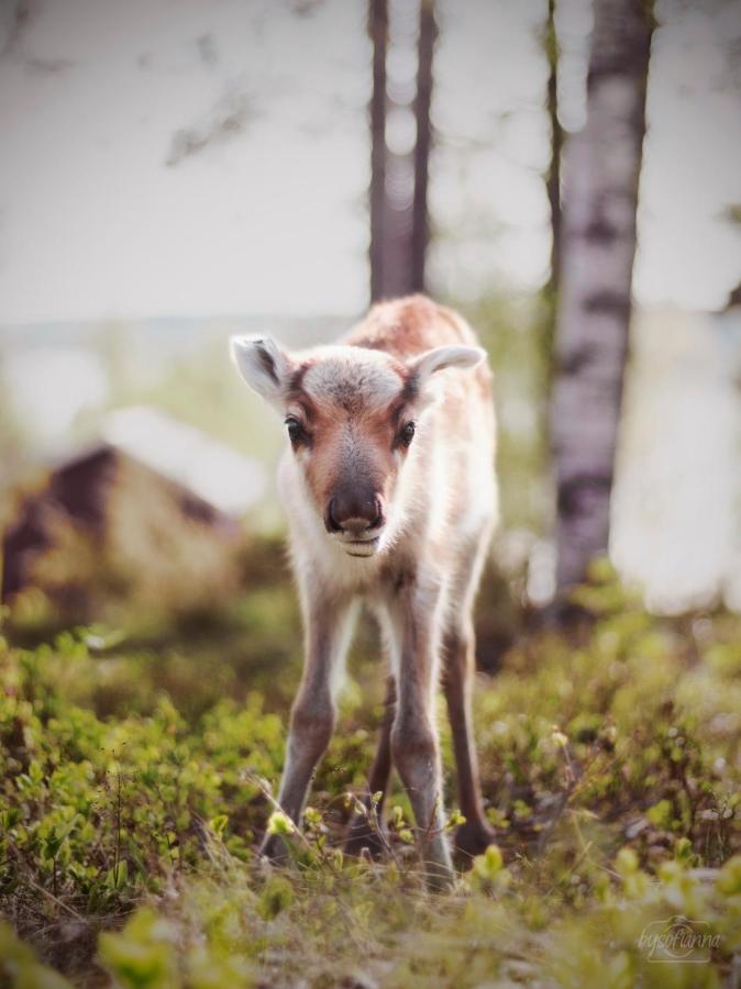 Beautiful Rural Experience With Reindeer Villa Tervola Eksteriør billede