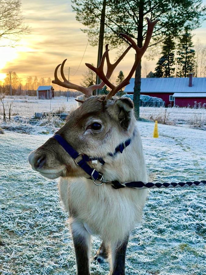 Beautiful Rural Experience With Reindeer Villa Tervola Eksteriør billede