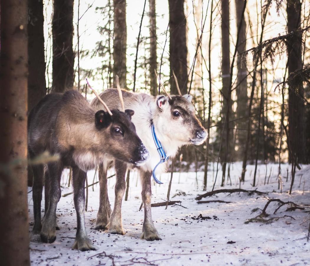 Beautiful Rural Experience With Reindeer Villa Tervola Eksteriør billede