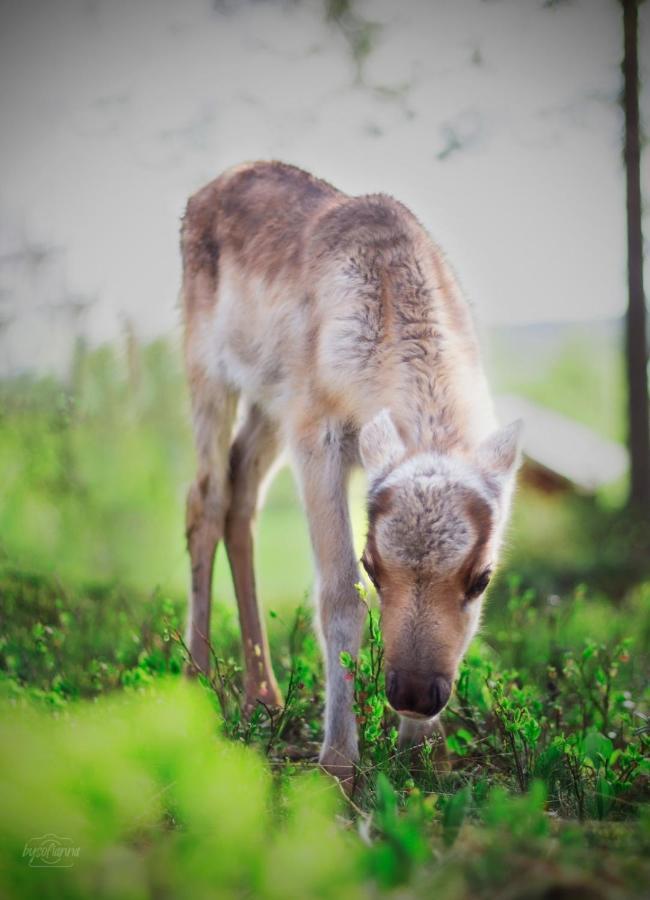 Beautiful Rural Experience With Reindeer Villa Tervola Eksteriør billede